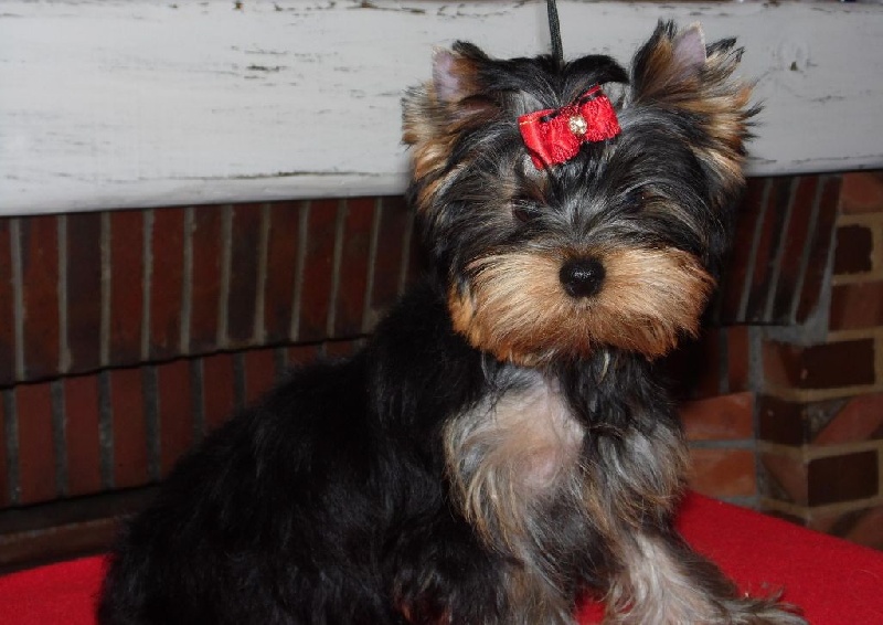 Du clos des bleuettes - Yorkshire Terrier - Portée née le 03/05/2016