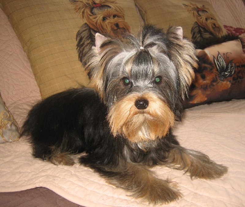 Du clos des bleuettes - Yorkshire Terrier - Portée née le 21/11/2012