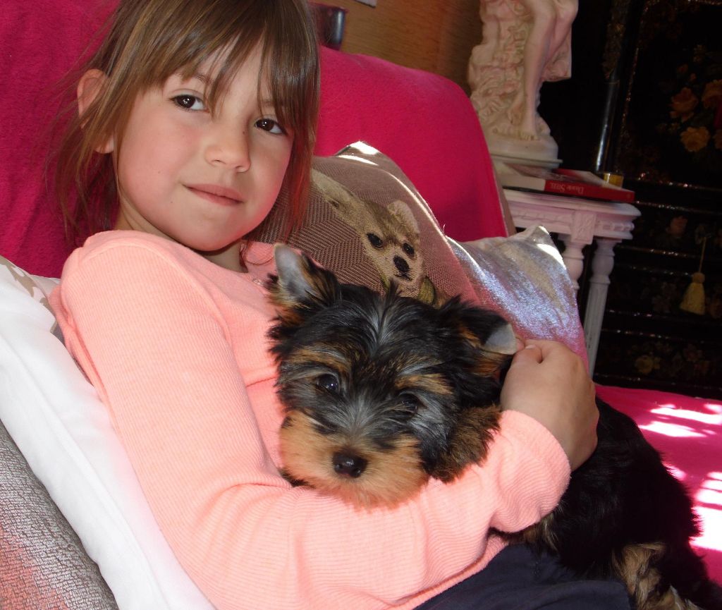 Du clos des bleuettes - Yorkshire Terrier - Portée née le 30/01/2017