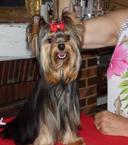 Du clos des bleuettes - Yorkshire Terrier - Portée née le 15/10/2015