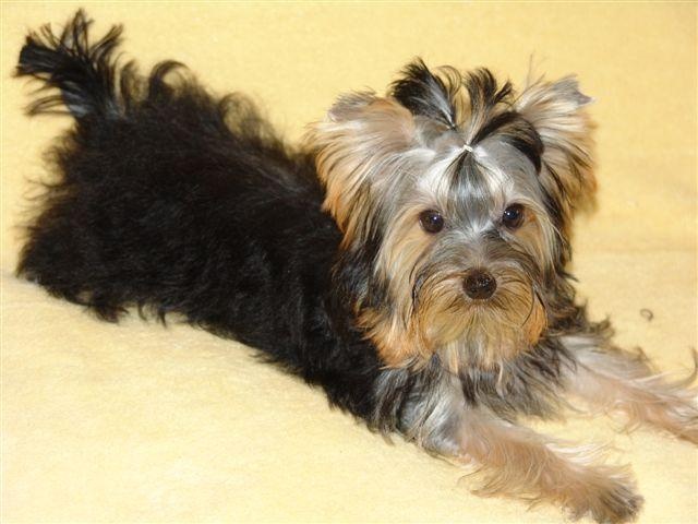 Chiot Yorkshire Terrier Du clos des bleuettes