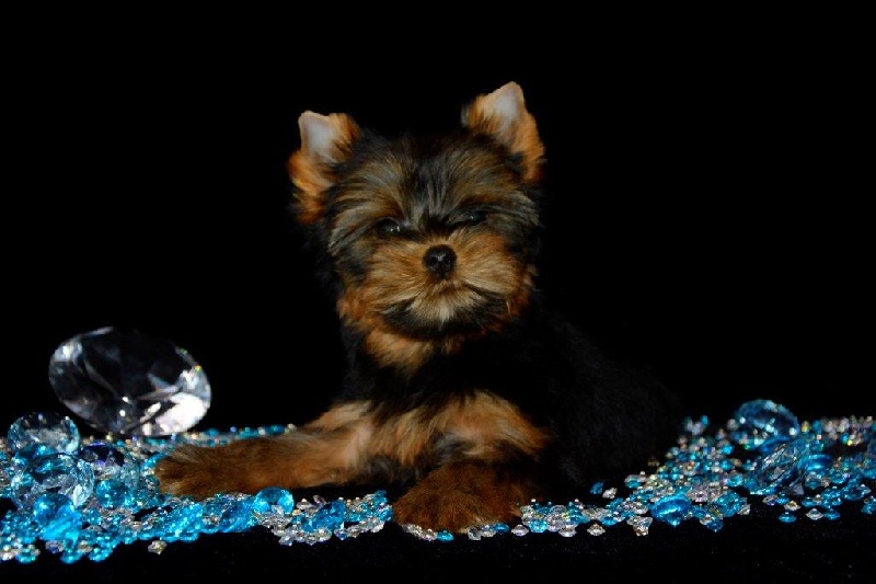 Du clos des bleuettes - Yorkshire Terrier - Portée née le 11/01/2015