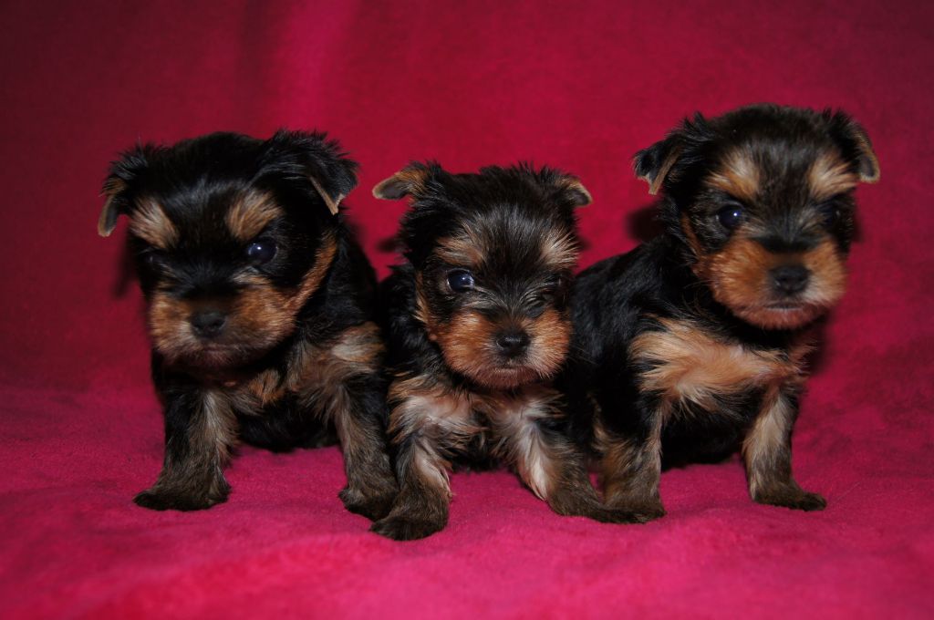 Du clos des bleuettes - Yorkshire Terrier - Portée née le 02/01/2022
