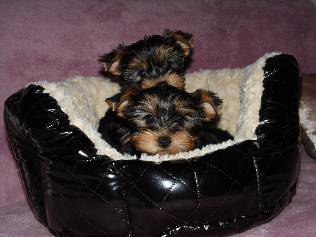 Du clos des bleuettes - Yorkshire Terrier - Portée née le 04/11/2017
